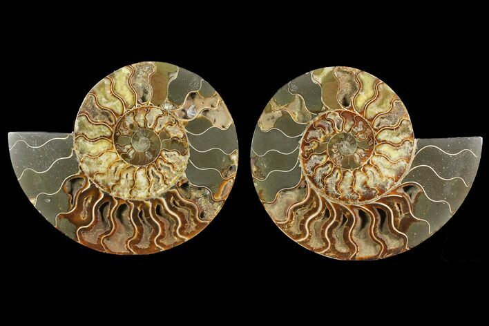 Bargain, Cut & Polished Ammonite Fossil - Madagascar #148067